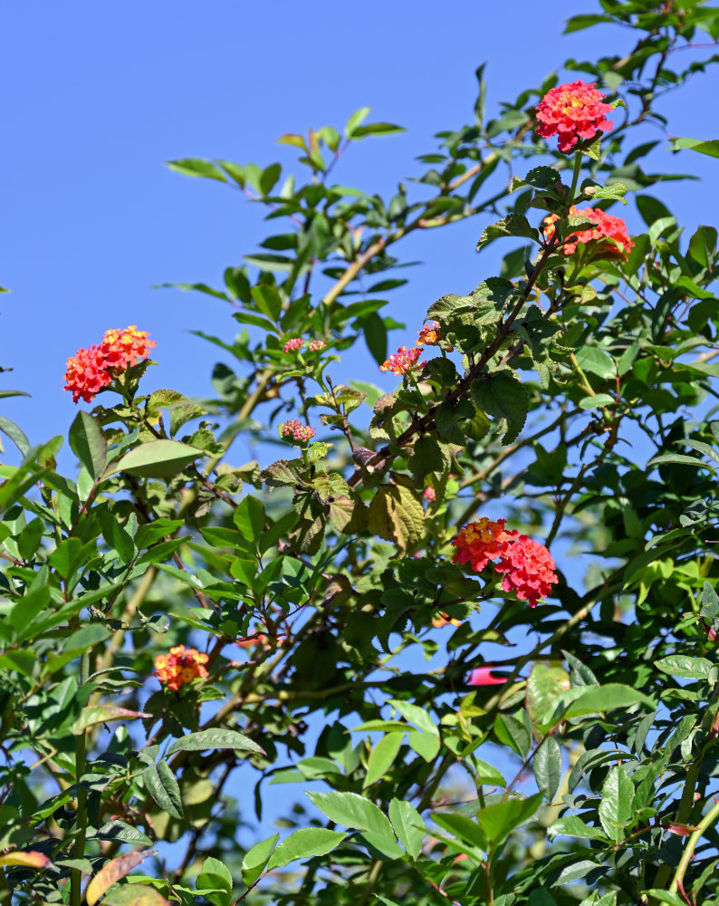 Изображение особи Lantana camara.