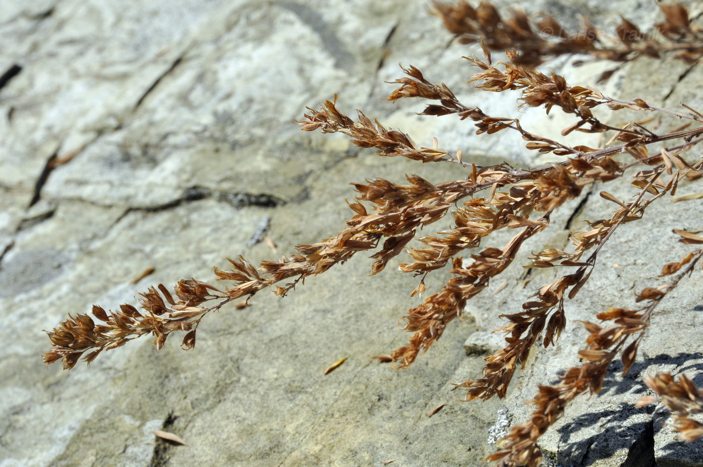 Изображение особи Lespedeza juncea.