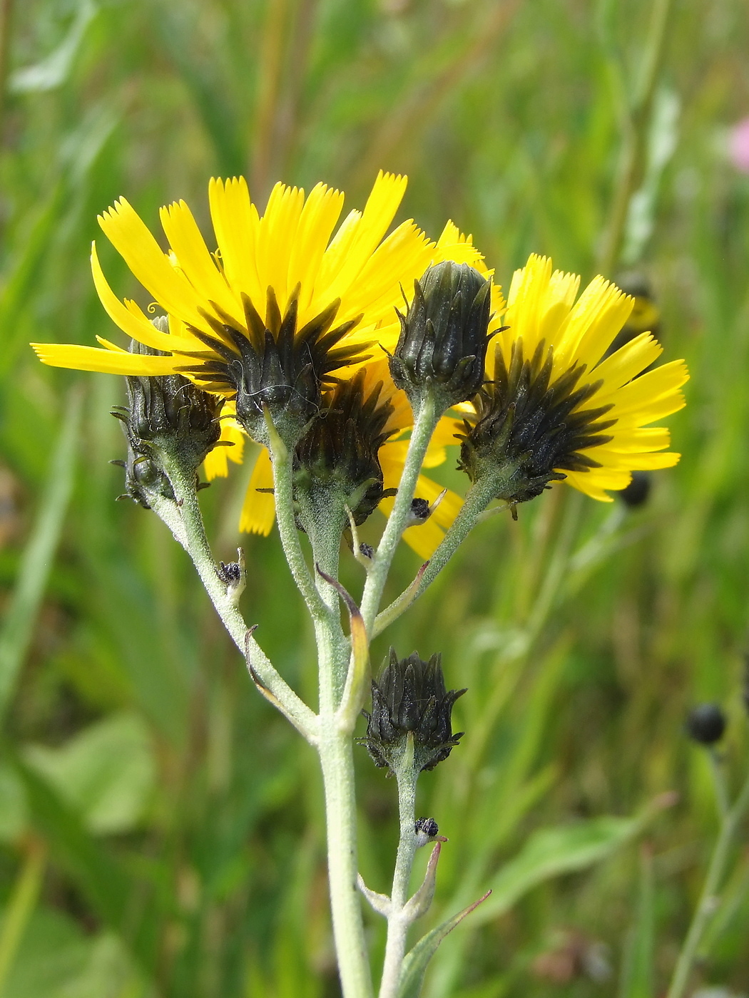 Image of Hieracium umbellatum specimen.