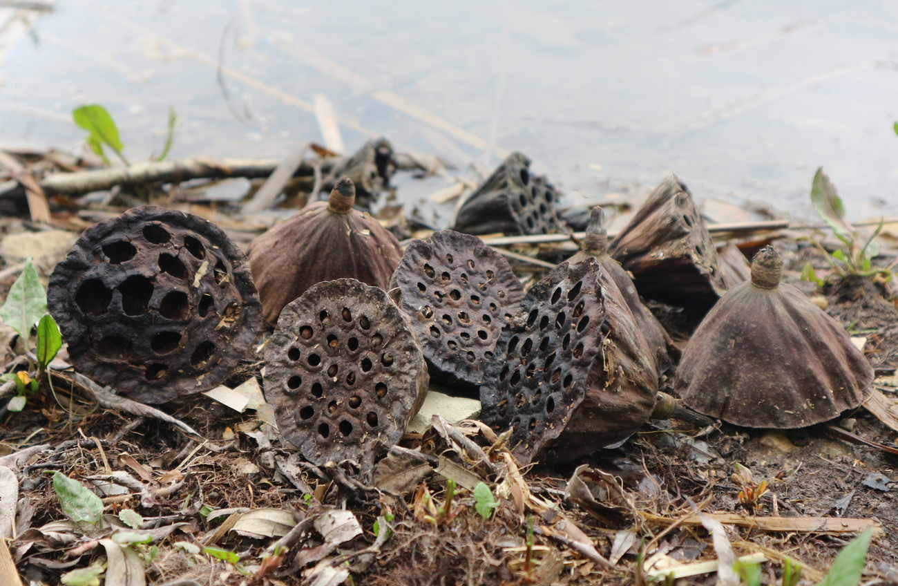 Image of Nelumbo caspica specimen.