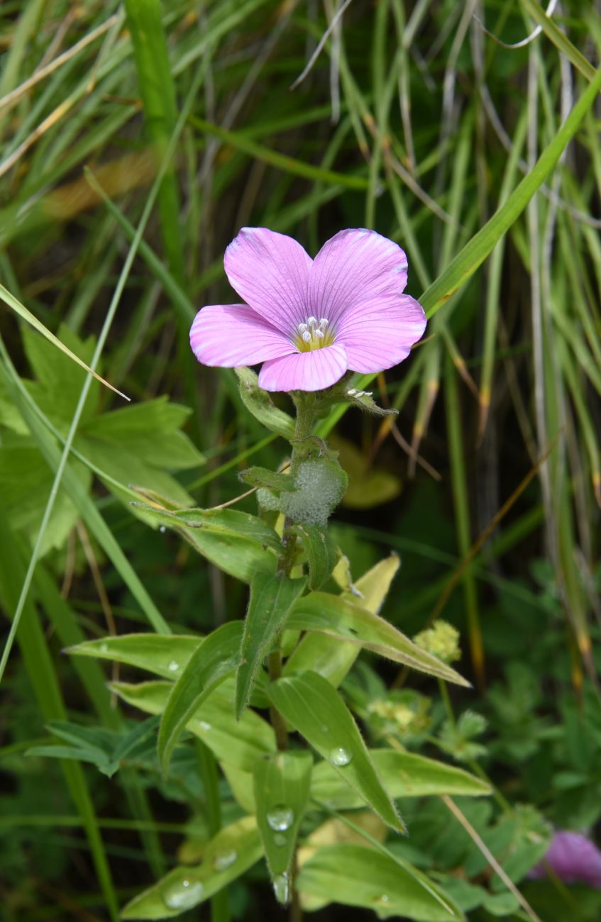 Image of Linum hypericifolium specimen.