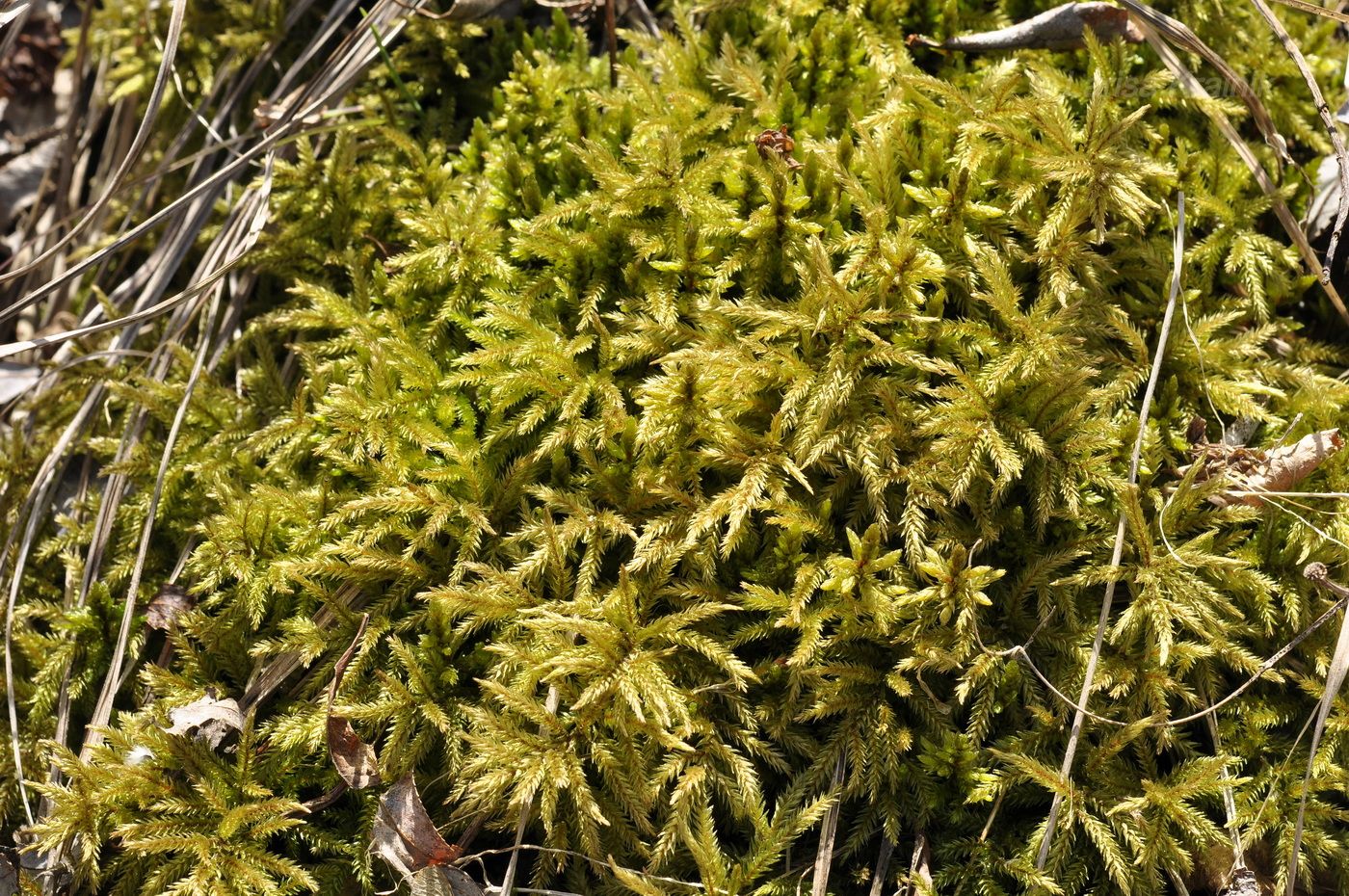 Image of Climacium japonicum specimen.