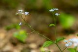 genus Myosotis