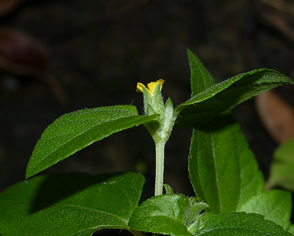 Изображение особи Calyptocarpus vialis.