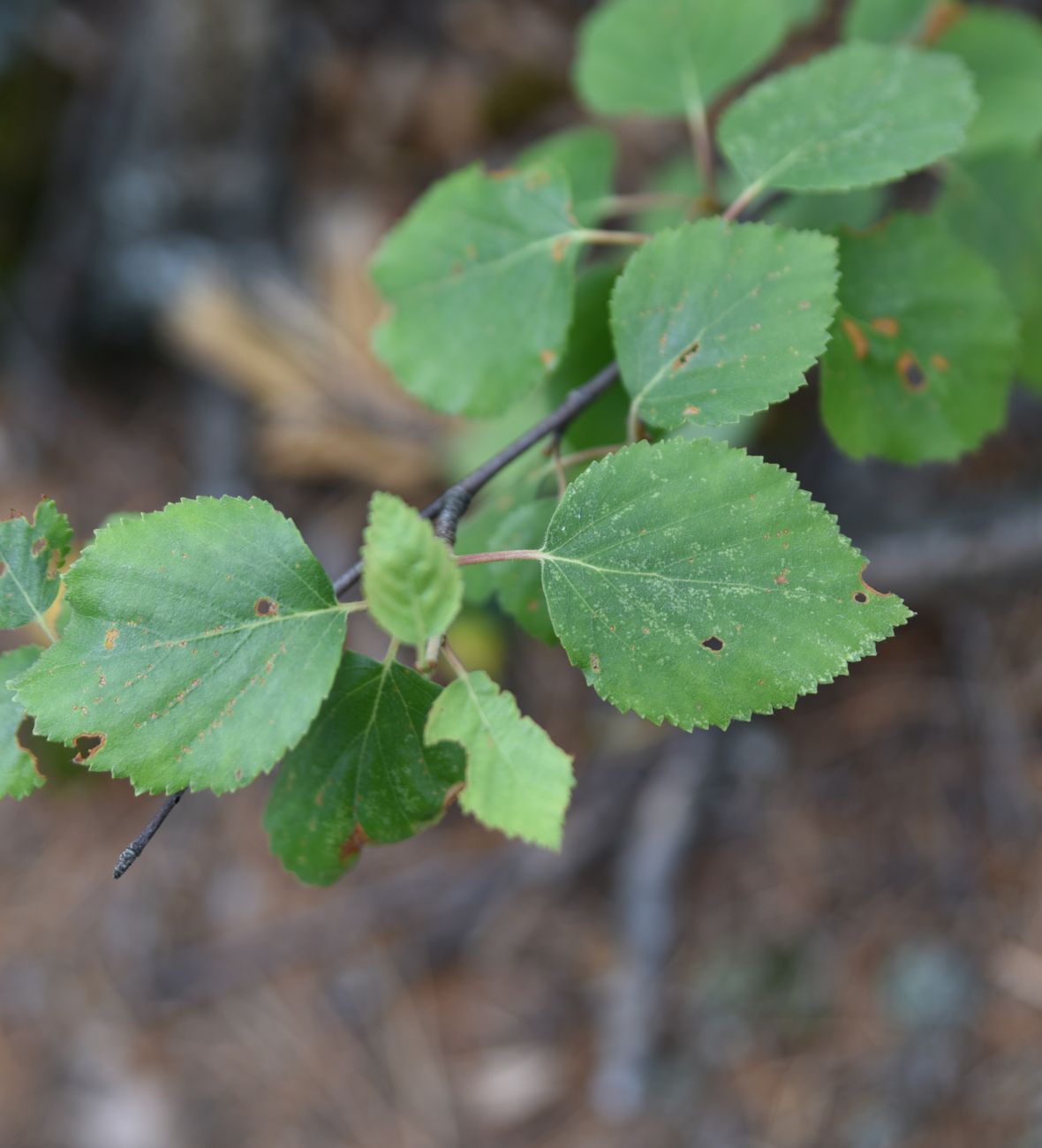 Изображение особи Betula pubescens.