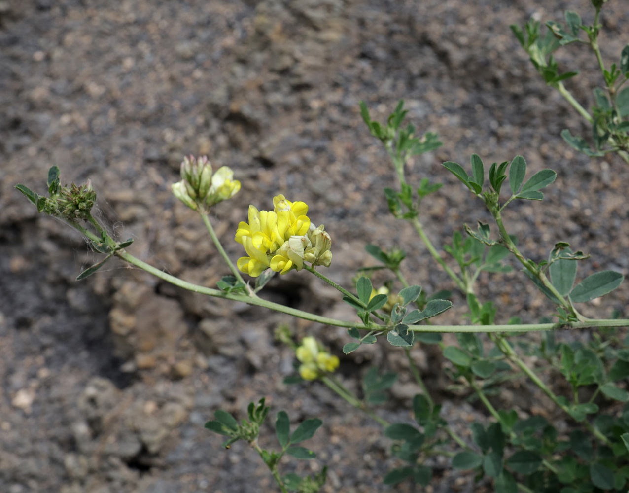 Image of Medicago glutinosa specimen.