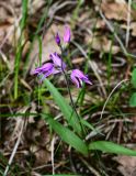 Cephalanthera rubra