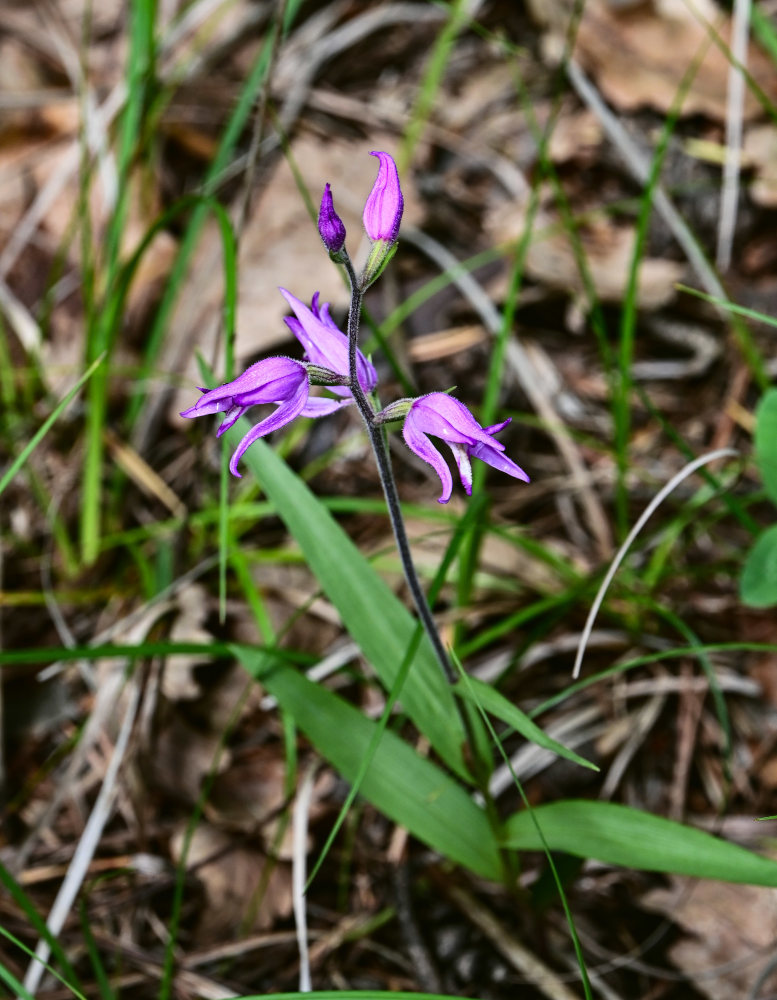 Изображение особи Cephalanthera rubra.