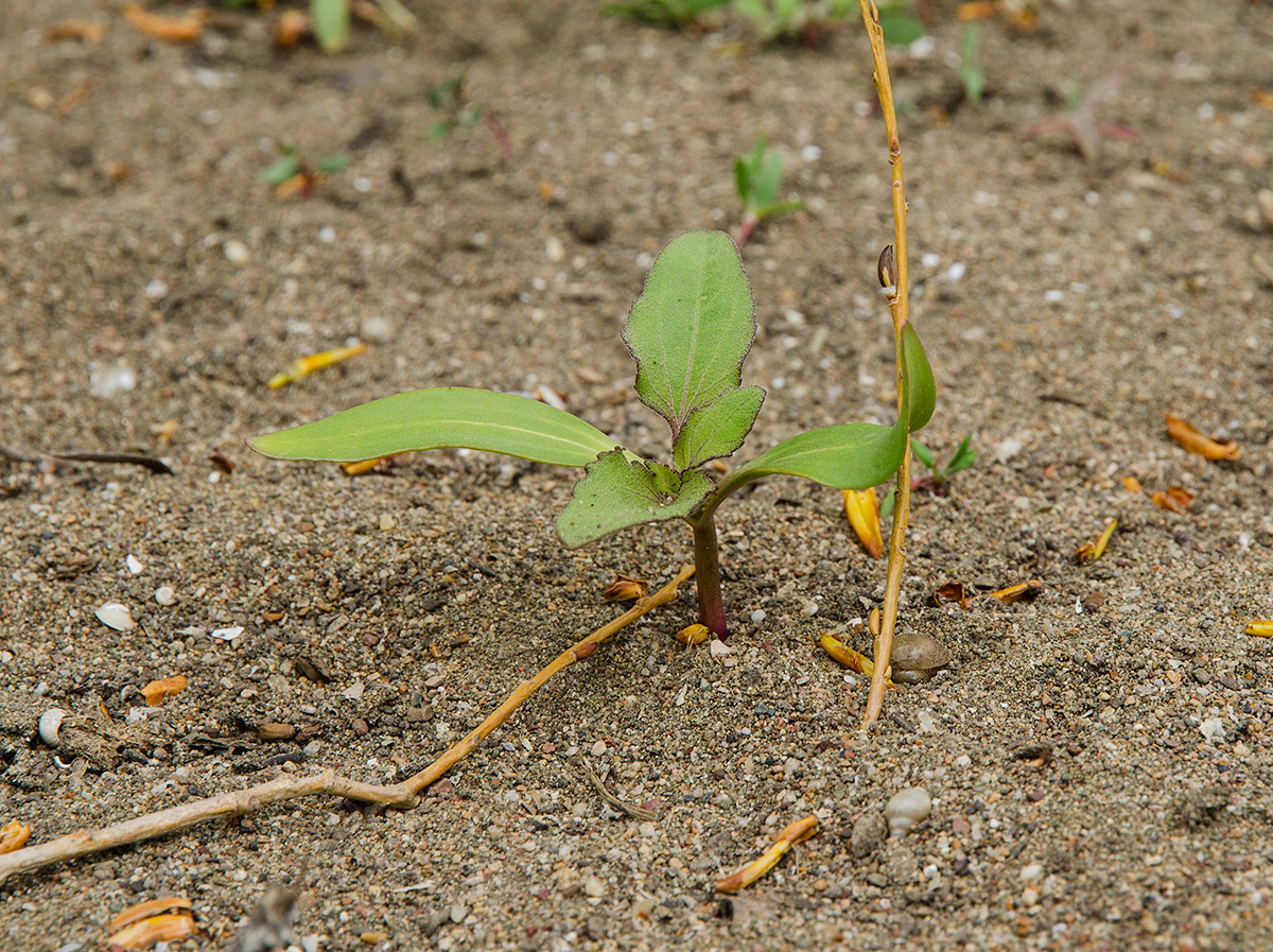 Image of genus Xanthium specimen.