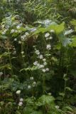 Astrantia pontica