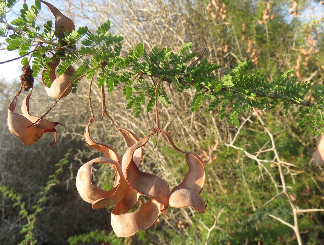 Image of Faidherbia albida specimen.