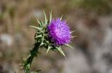 Silybum marianum. Соцветие. Дагестан, Магарамкентский р-н, окр. с. Приморский, окраина песчаного пляжа. 06.05.2022.