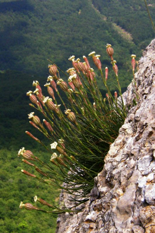 Image of Silene jailensis specimen.