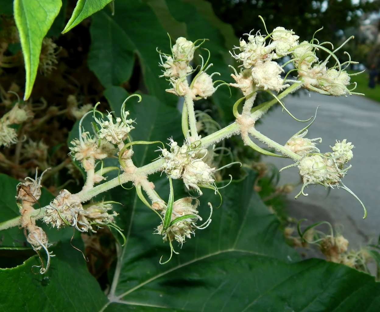 Image of Tetrapanax papyrifer specimen.