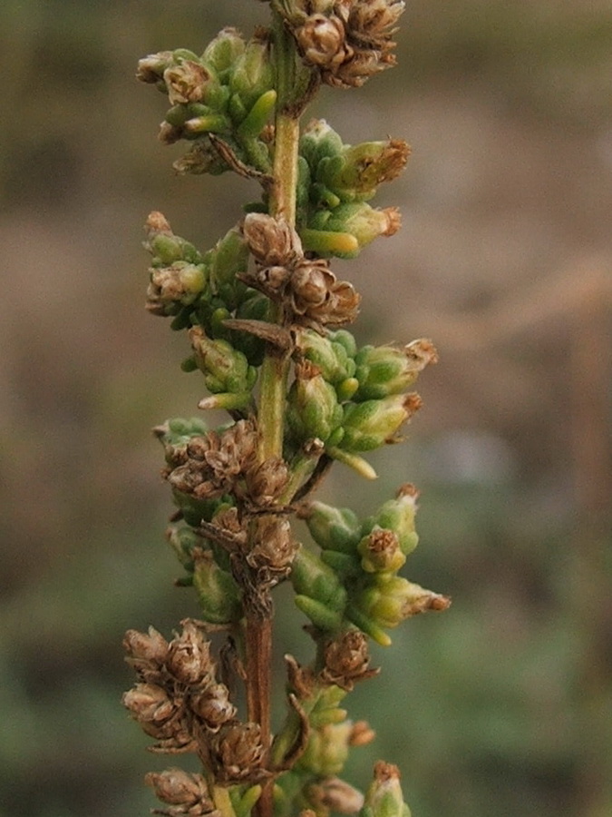Image of Artemisia arenaria specimen.
