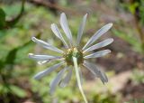 Chrysanthemum zawadskii