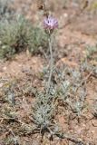 genus Jurinea