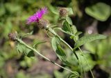 Centaurea pseudophrygia