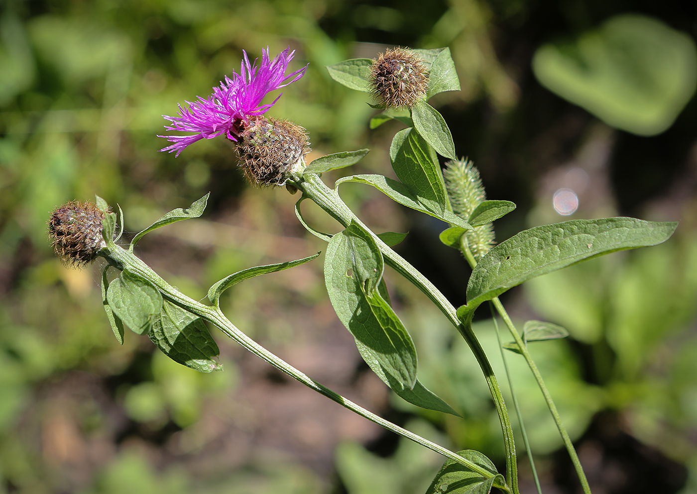 Изображение особи Centaurea pseudophrygia.