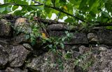 Melandrium latifolium. Цветущее растение. Грузия, Имеретия, Гелатский монастырь, на каменной стене. 14.06.2023.