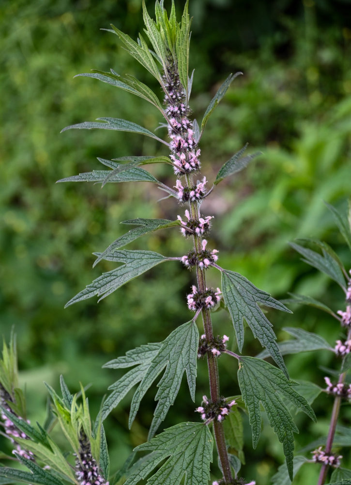 Изображение особи Leonurus quinquelobatus.