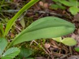 Dactylorhiza fuchsii. Прикорневой лист. Московская обл., Талдомский р-н, окр. пгт Запрудня, смешанный лес. 25.06.2023.