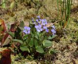 Viola ruppii. Цветущее растение. Московская обл., г. Видное, садовый участок, искусственное болотце (случайный занос из Ленинградской области). 15.05.2023.