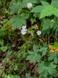 Astrantia trifida. Верхушка цветущего растения. Дагестан, Гунибский р-н, с. Гамсутль, ≈ 1400 м н.у.м., опушка березняка. 29.07.2022.