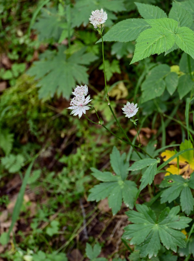 Image of Astrantia trifida specimen.