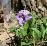 род Viola. Цветок. Луганская народная республика, г. Луганск, балка Калмыцкий Яр, лесопосадка. 04.04.2024.