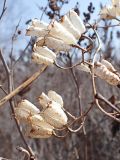 Aconitum sczukinii. Перезимовавшие соплодия с раскрывшимися плодами. Хабаровский край, окр. г. Комсомольск-на-Амуре. заросли рябинника. 14.04.2024.