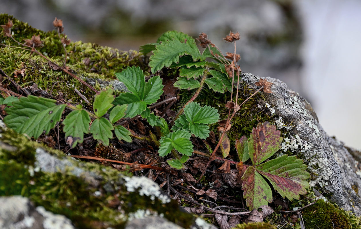 Image of Potentilla sprengeliana specimen.