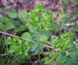 familia Apiaceae