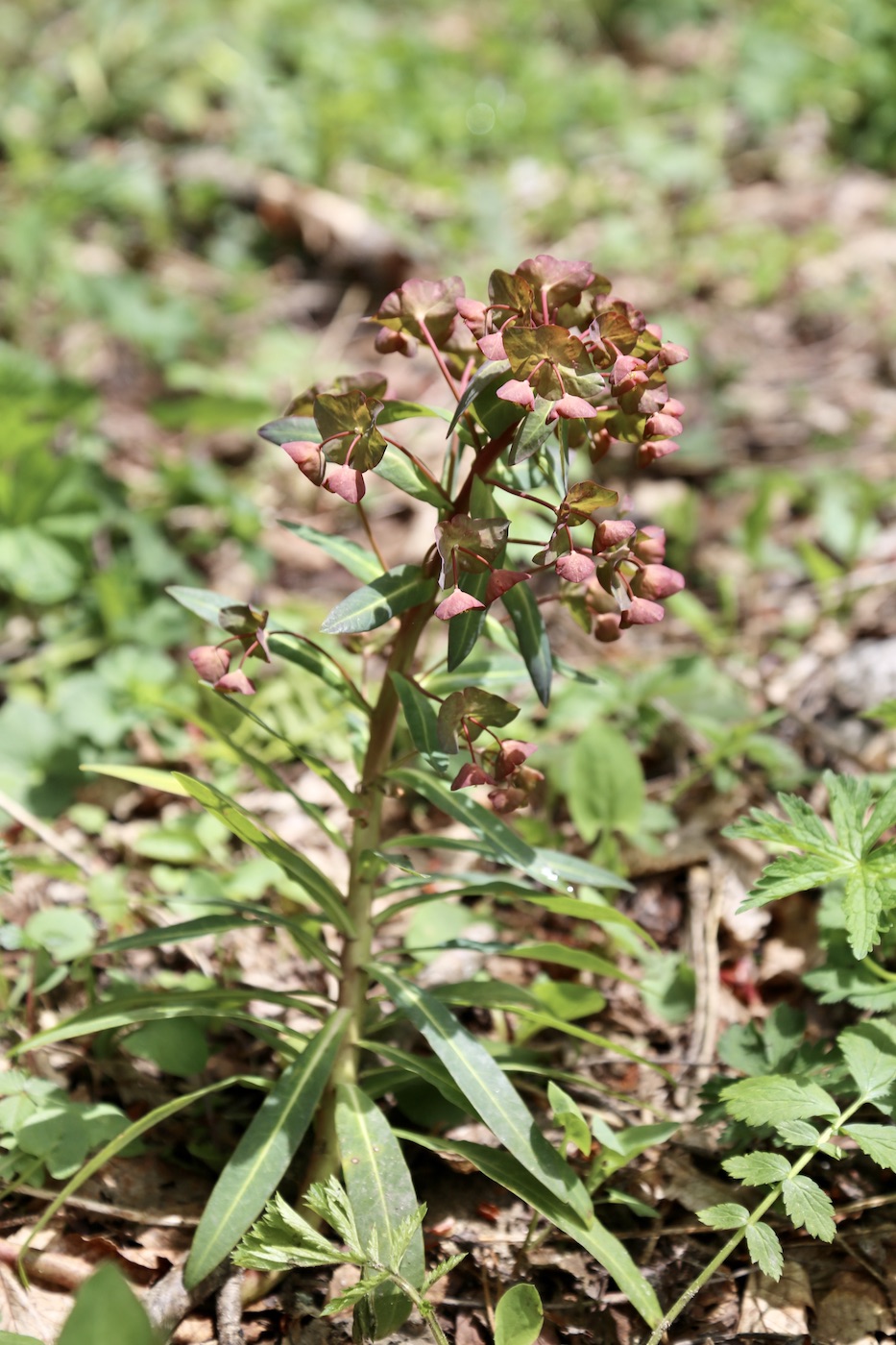 Image of Euphorbia glaberrima specimen.