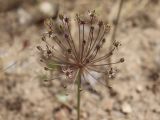 Allium verticillatum. Соцветие. Узбекистан, Навоийская обл., Нуратинские горы, северный склон хр. Актау, ур. Чархансай, около 690 м н.у.м., каменистый склон. 17.05.2024.