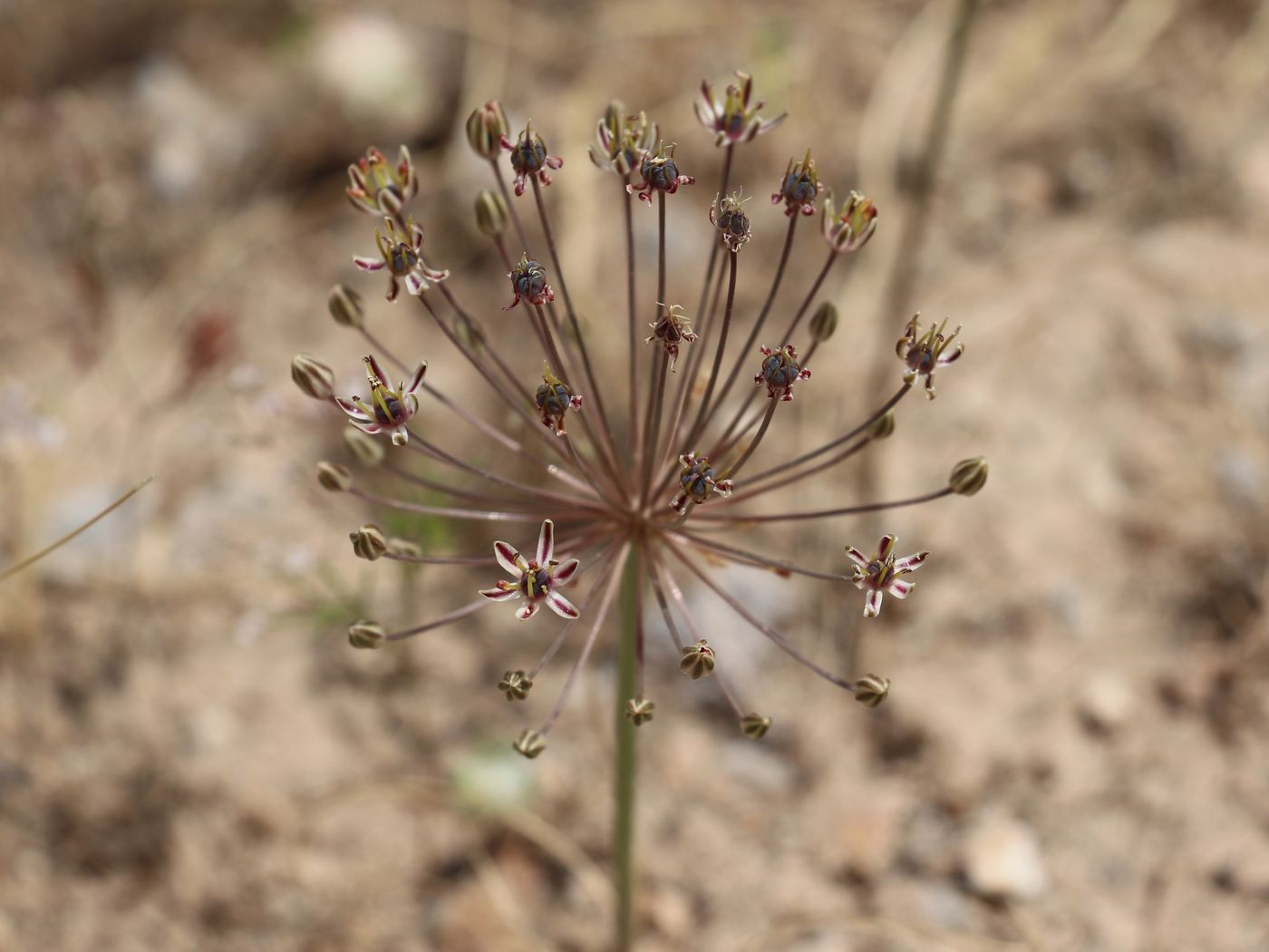 Изображение особи Allium verticillatum.