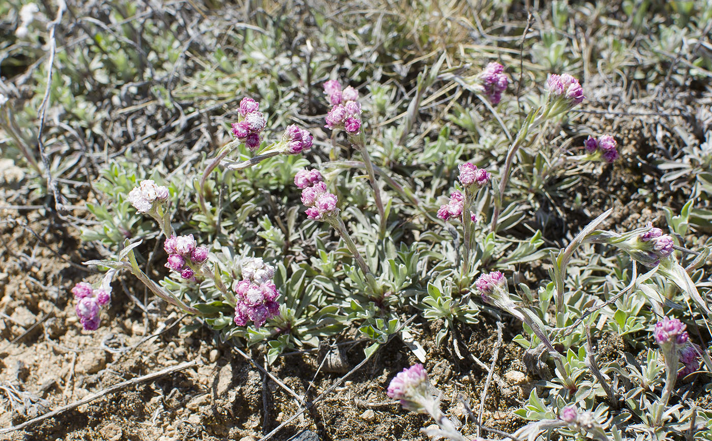 Image of Antennaria dioica specimen.