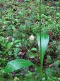 Platanthera bifolia. Нижняя часть растения. Смоленская обл., Смоленский р-н, окр. пос. Каспля, еловые посадки. 13.06.2010.