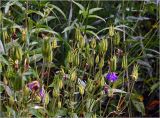 Aquilegia vulgaris