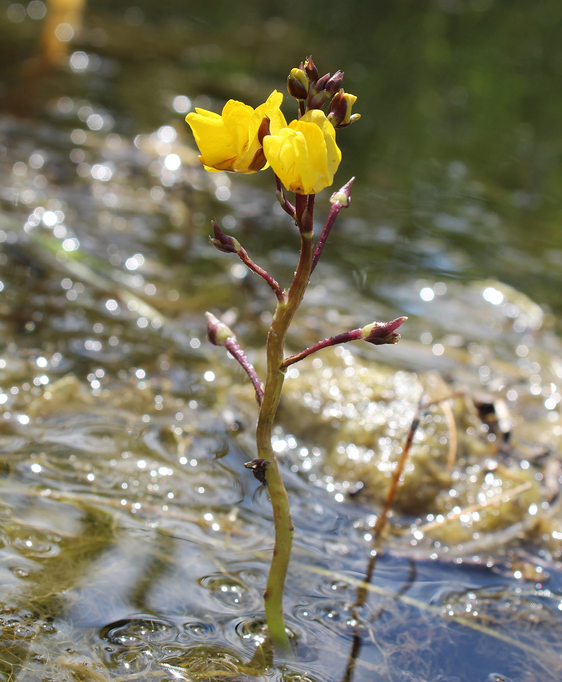Image of genus Utricularia specimen.