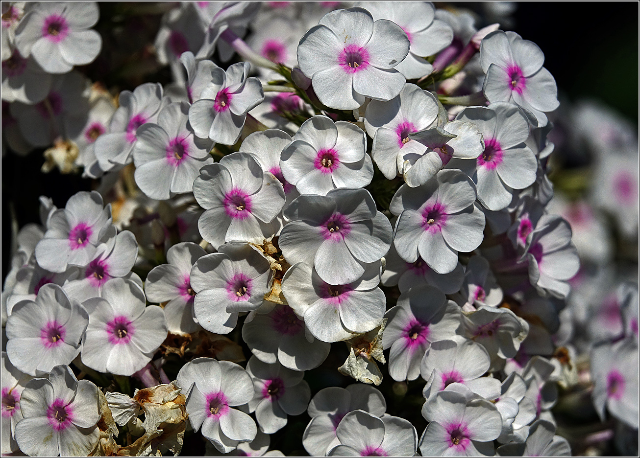 Изображение особи Phlox paniculata.