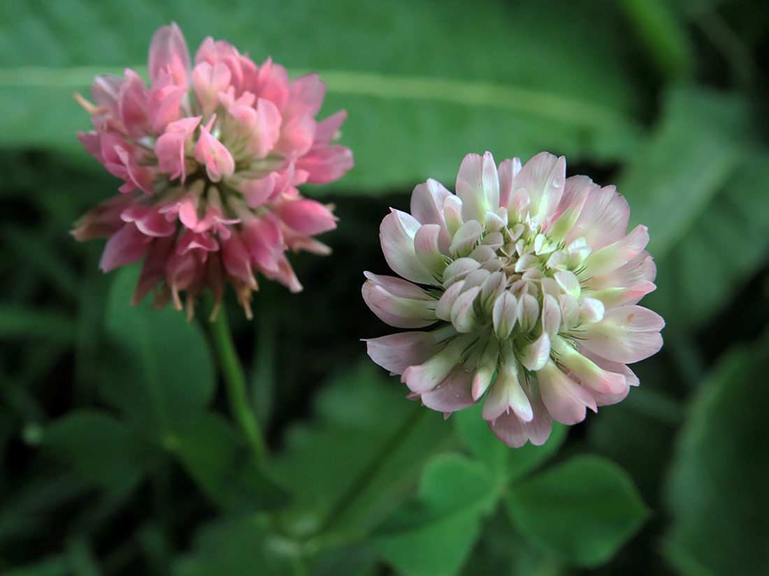 Image of Trifolium hybridum specimen.