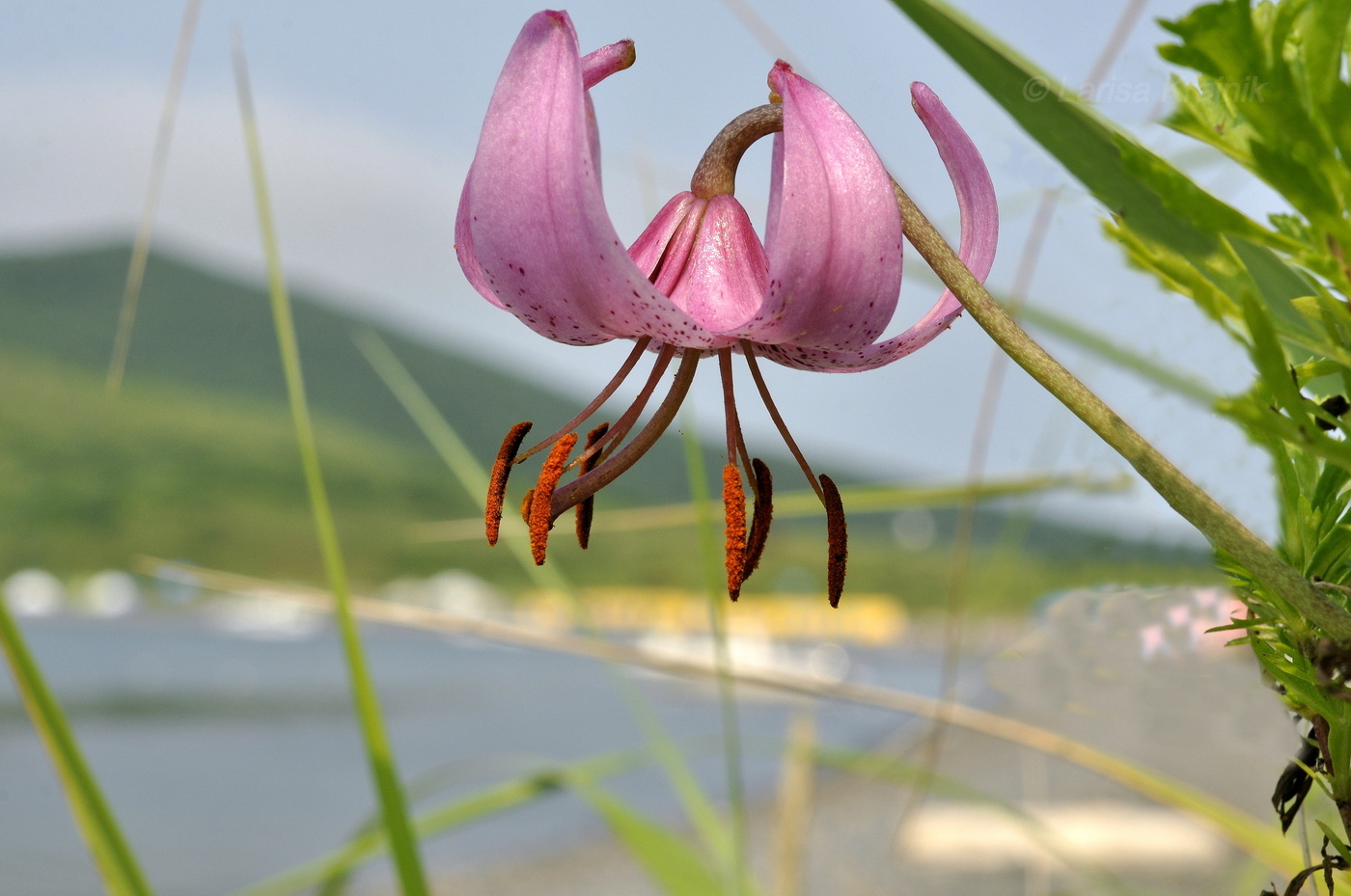 Изображение особи Lilium cernuum.
