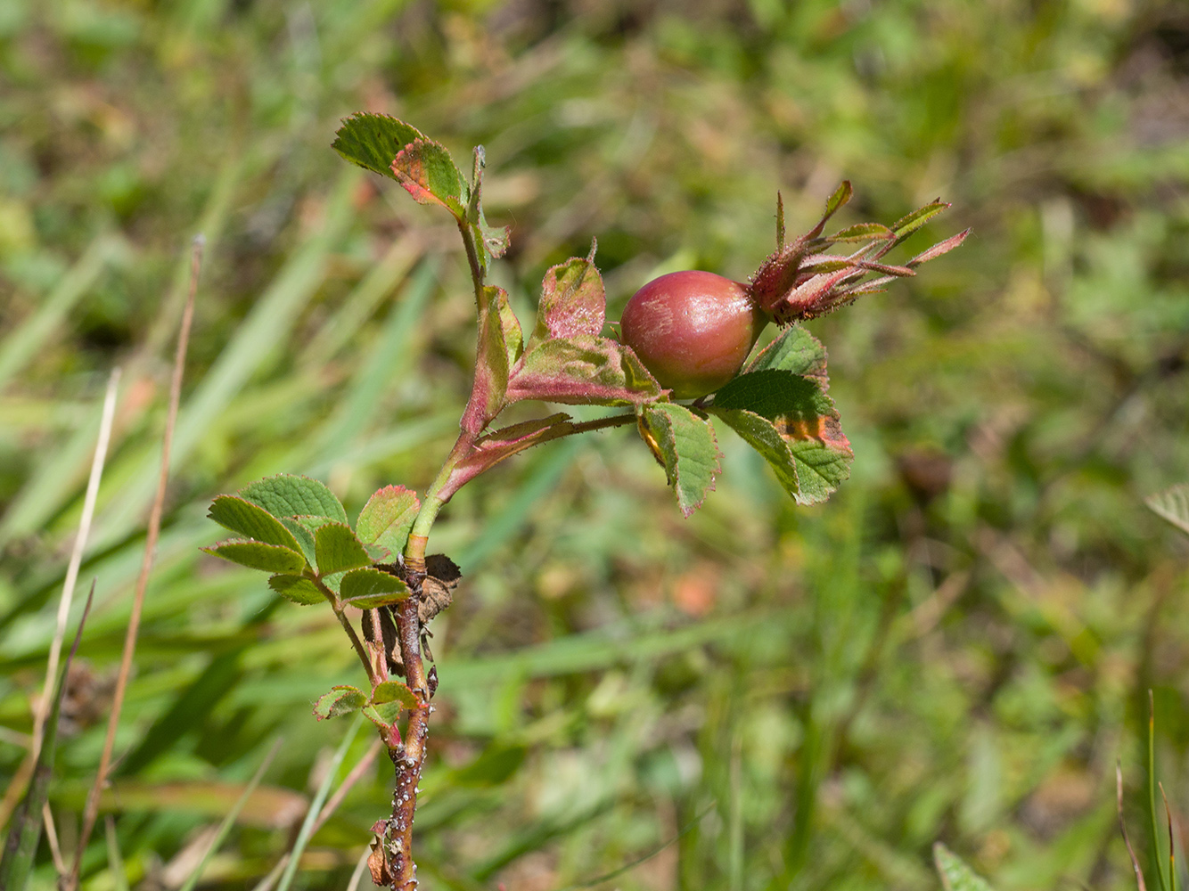 Image of Rosa brotherorum specimen.