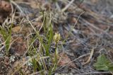 Carex duriuscula