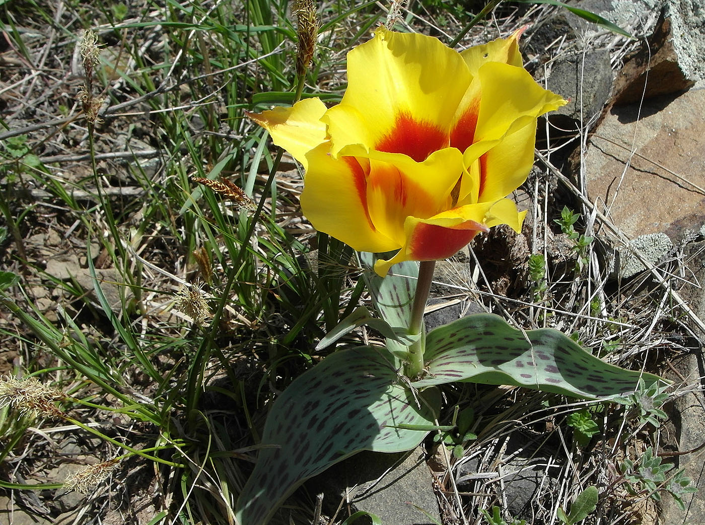Изображение особи Tulipa greigii.