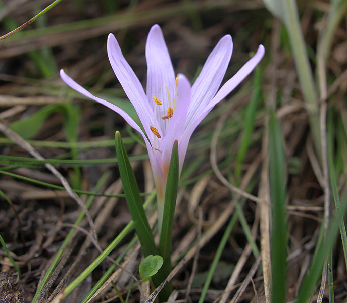 Image of Merendera trigyna specimen.