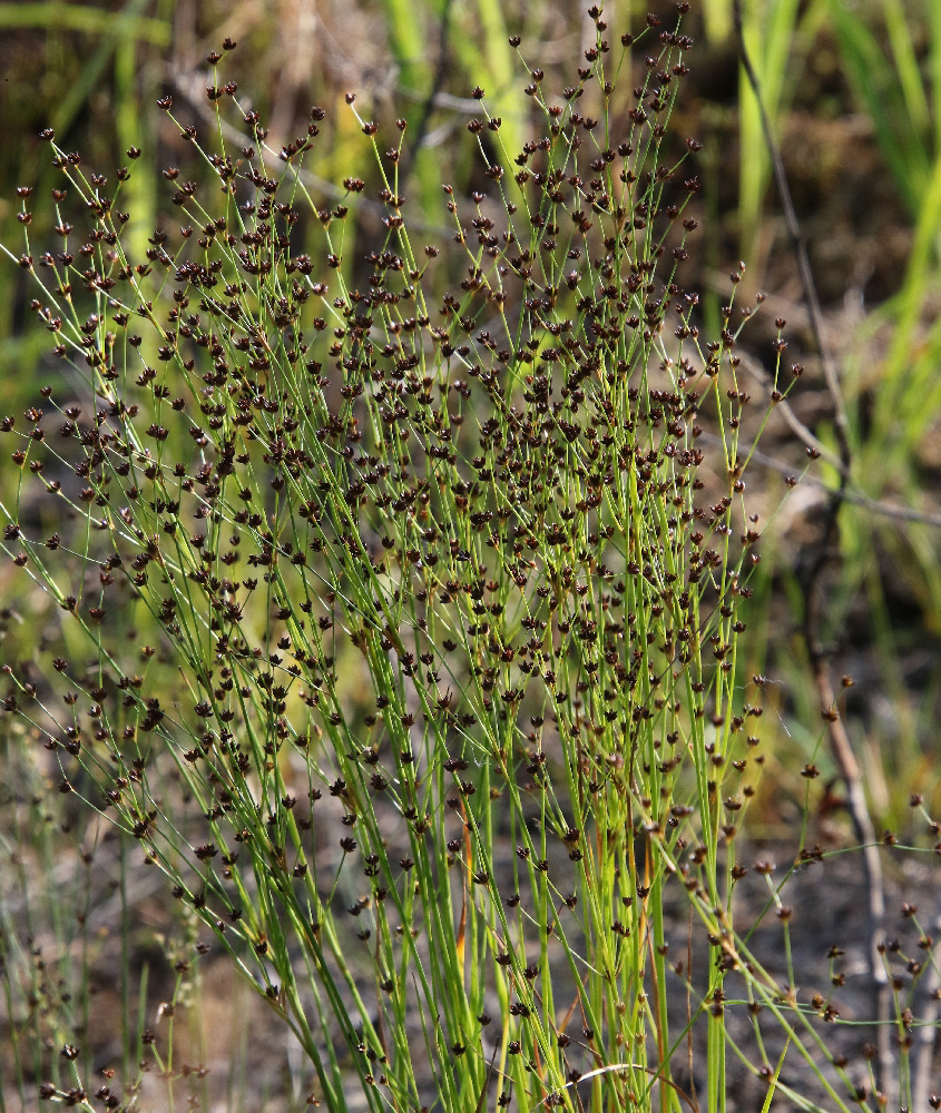 Изображение особи Juncus alpino-articulatus.