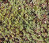 Polytrichum piliferum