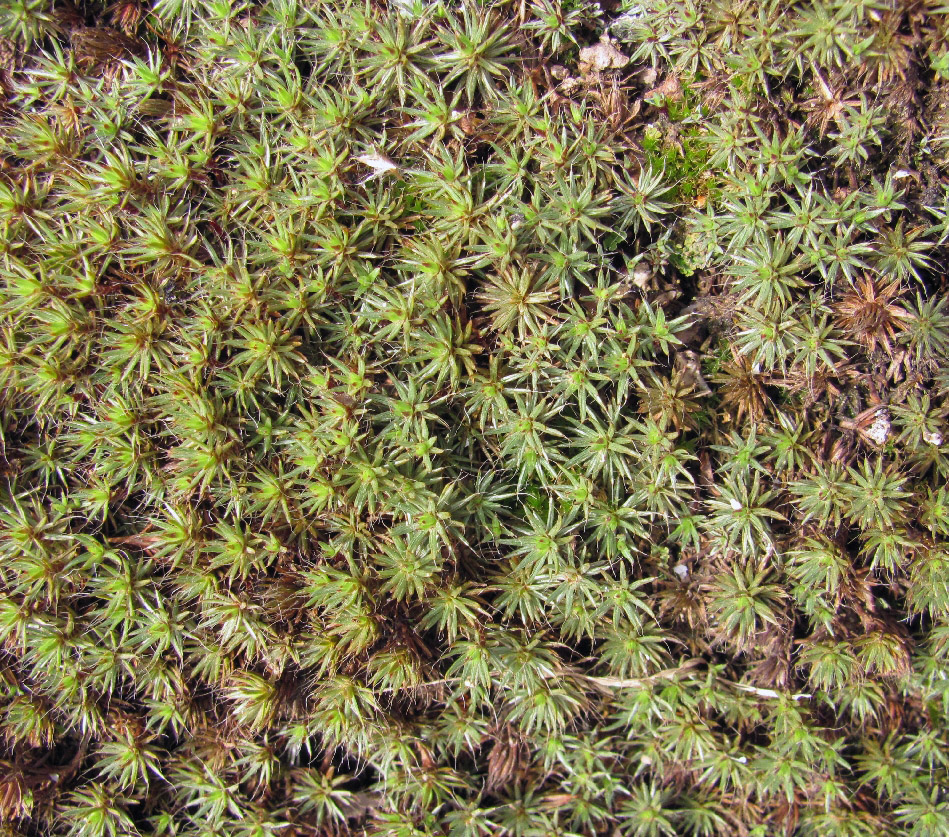 Изображение особи Polytrichum piliferum.